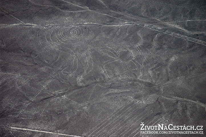 Nazca Lines - opice