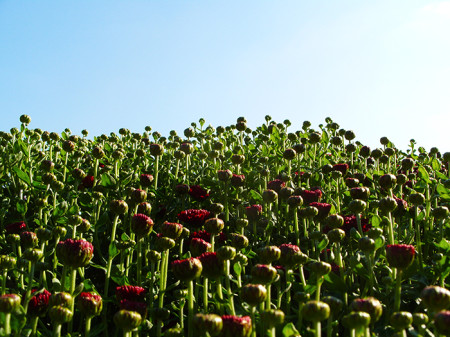 Botanická zahrada hl. m. Prahy