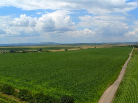 Okolní vinice z rozhledny Na Podluží