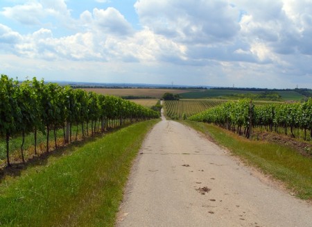 Příjezd k rozhledně mezi vinicemi