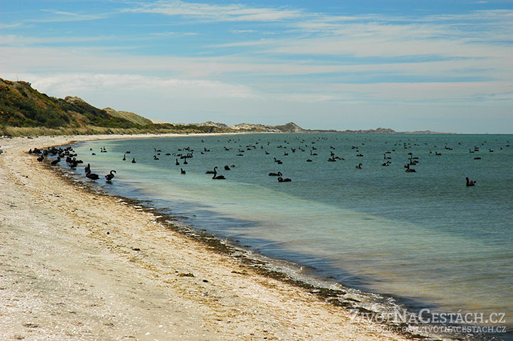 Stovky černých labutí na Farewell Spit, Jižní Ostrov, Nový Zéland