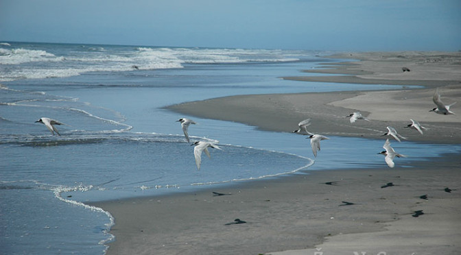 Písečná kosa Farewell Spit, Golden Bay, Jižní ostrov, Nový Zéland