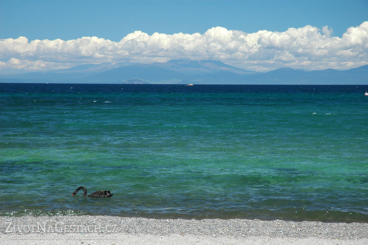 Černé labutě na jezeře Taupo. V pozadí scenérii nádherně dokresluje národní park Tongariro