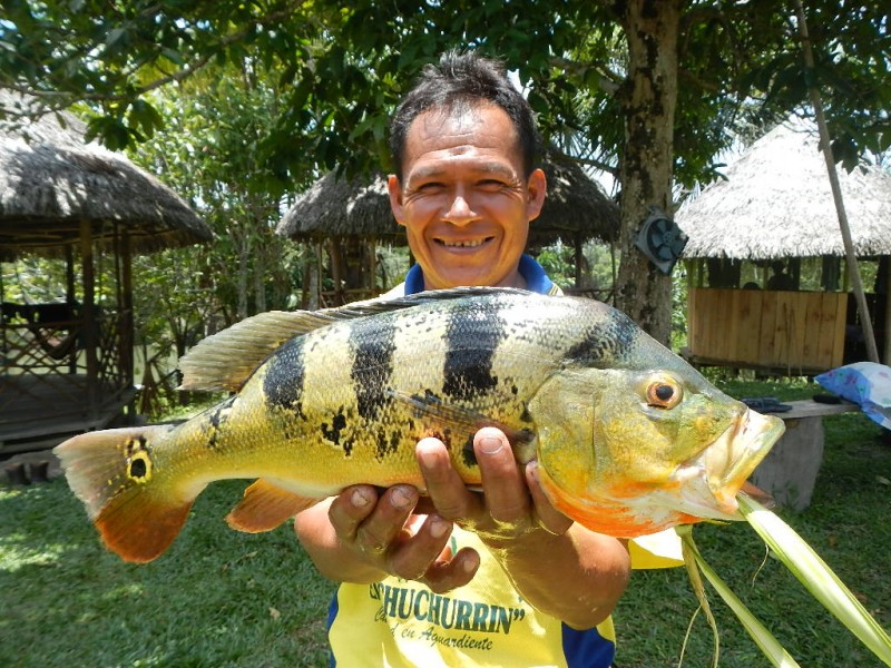 Chytání ryb v Amazonii, Peru