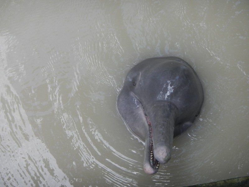 Růžový delfín v Amazonii, Peru