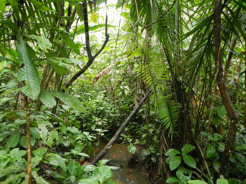 Džungle v Amazonii, Peru
