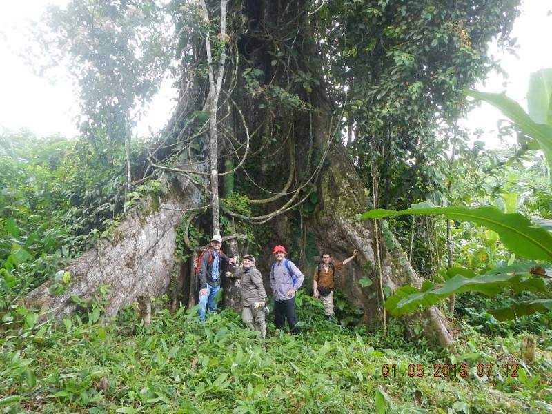 1000 let starý strom. Amazonie, Peru