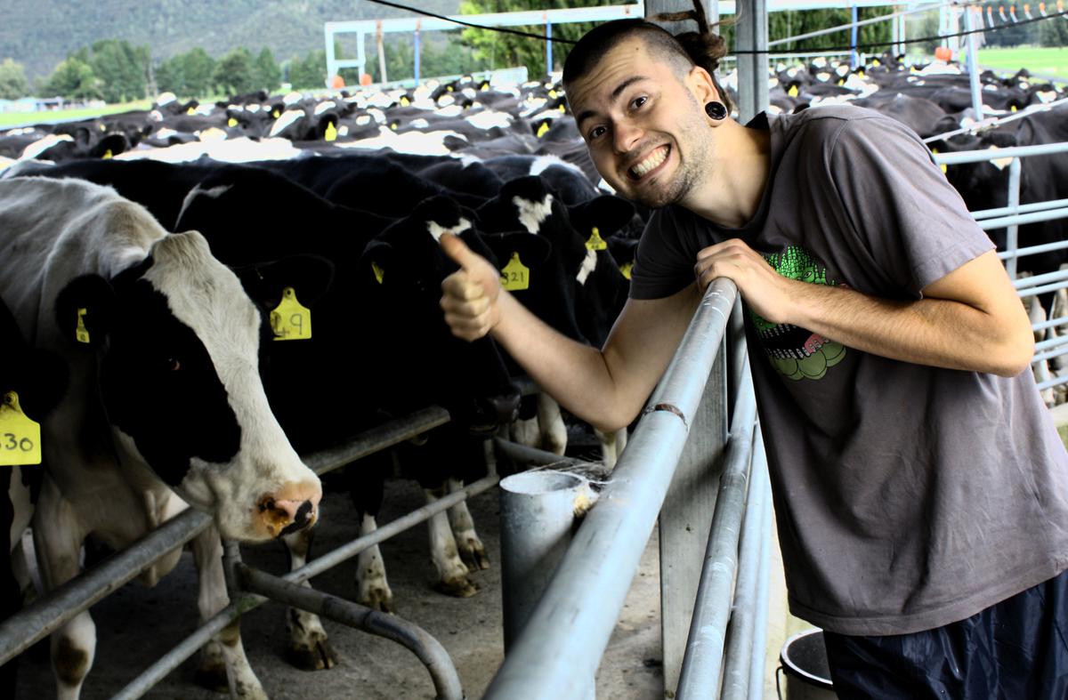 Dojení krav, Nový Zéland