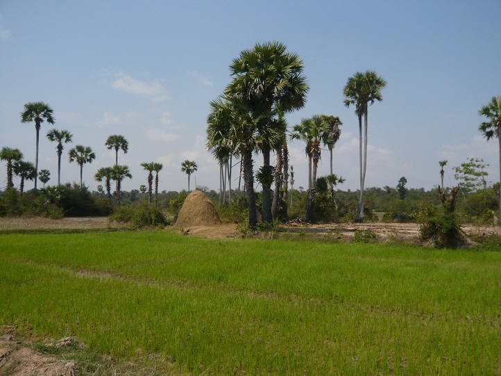 Krajina v okolí Angkoru