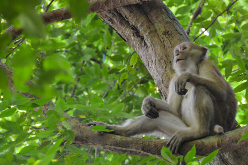 Odpočívající opice v korunách stromů. Národní park Erawan, provincie Kanchanaburi, Thajsko.