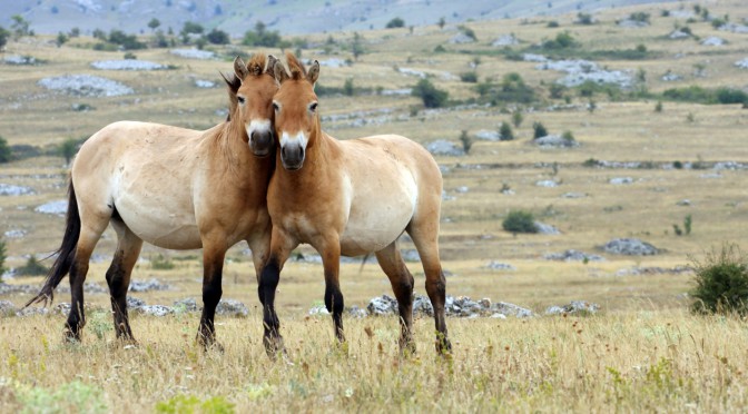 Mongolské stepi jsou domovem kriticky ohroženého koně Převalského