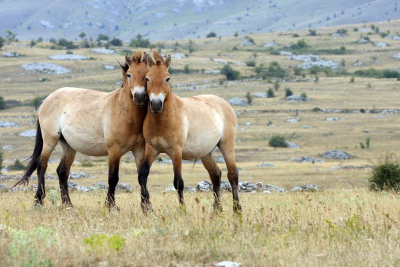 Mongolské stepi jsou domovem kriticky ohroženého koně Převalského