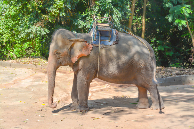 Železná ohrada na hřbetu jedné ze slonic. WangPo Elephant Camp, Kanchanaburi.