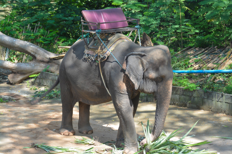Jedna ze slonic, vyčkávající na příchod svých nových pasážerů. WangPo Elephant Camp, Kanchanaburi