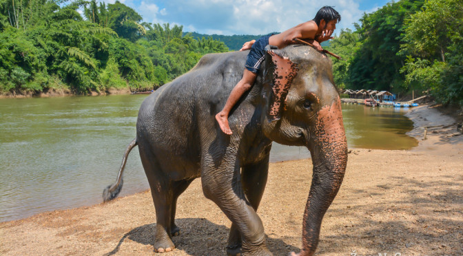 Wangpo Elephant Camp – sloní farma nedaleko Kanchanaburi, Thajsko