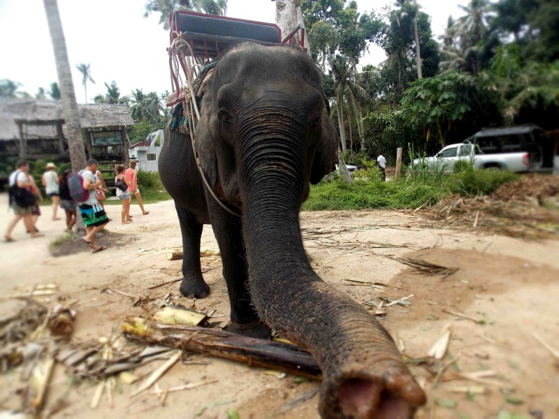 Slon zkoumá objektiv