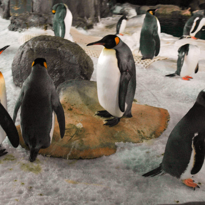 Tučnáci - podmořský svět Kelly Tarlton's SEA LIFE Aquarium, Auckland, Nový Zéland