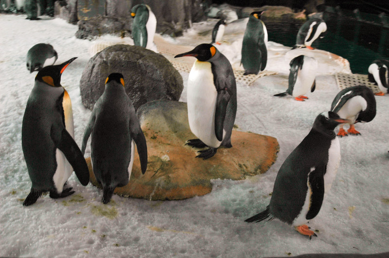 Tučnáci - podmořský svět Kelly Tarlton's SEA LIFE Aquarium, Auckland, Nový Zéland