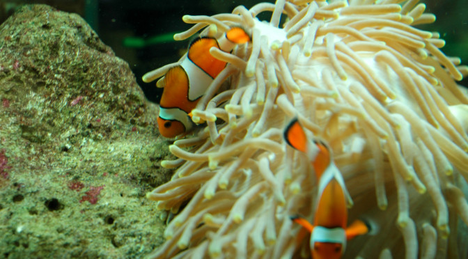 Podmořský svět Kelly Tarlton’s SEA LIFE Aquarium, Auckland, Nový Zéland