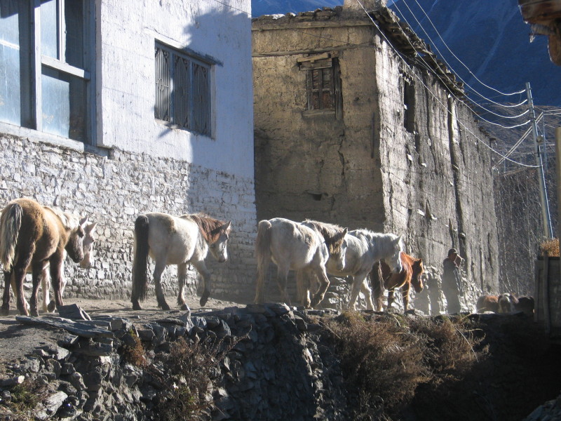 Ve vesničce Jharkot.