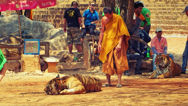 Mnich stojící u ležícího tygra.
