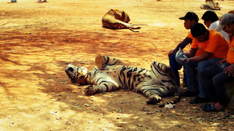 Tygr ležící na zemi.