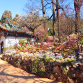 Zahrada v Kunming, Čína
