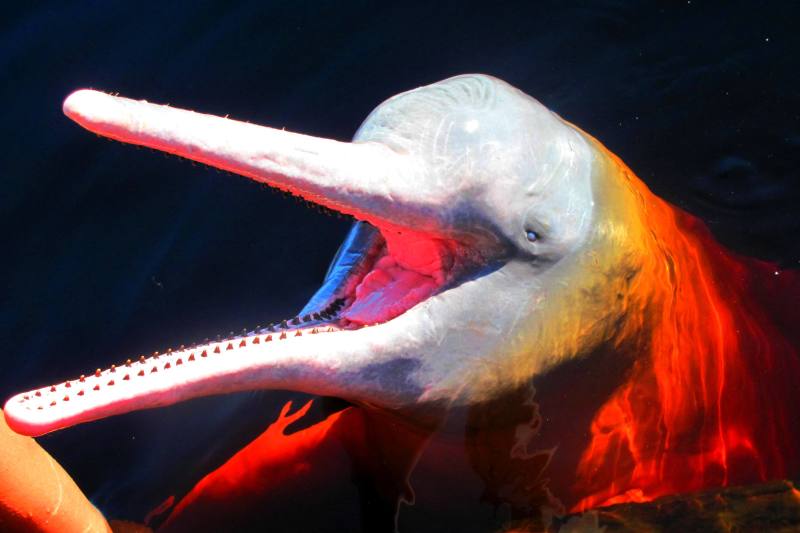 Růžoví říční delfíni - nejoblíbenější zvířata V. A. Slámy