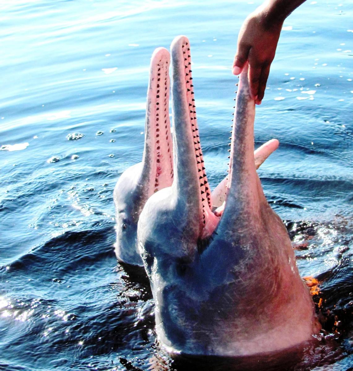 Oblíbená aktivita Vojtěcha Alberta Slámy - plavání s růžovými říčními delfíny v Amazonii