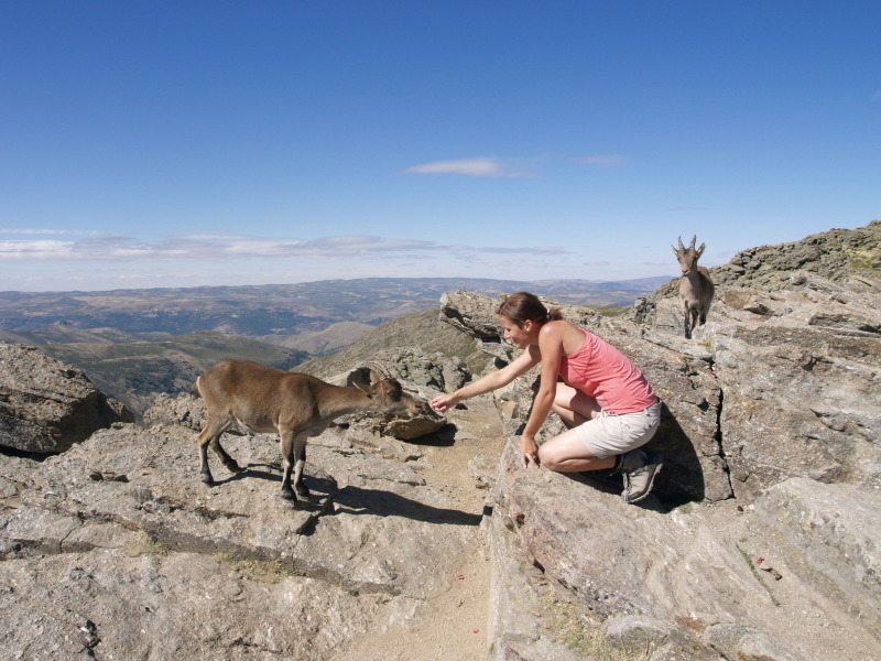 Sierra de Gredos hosrké kozy