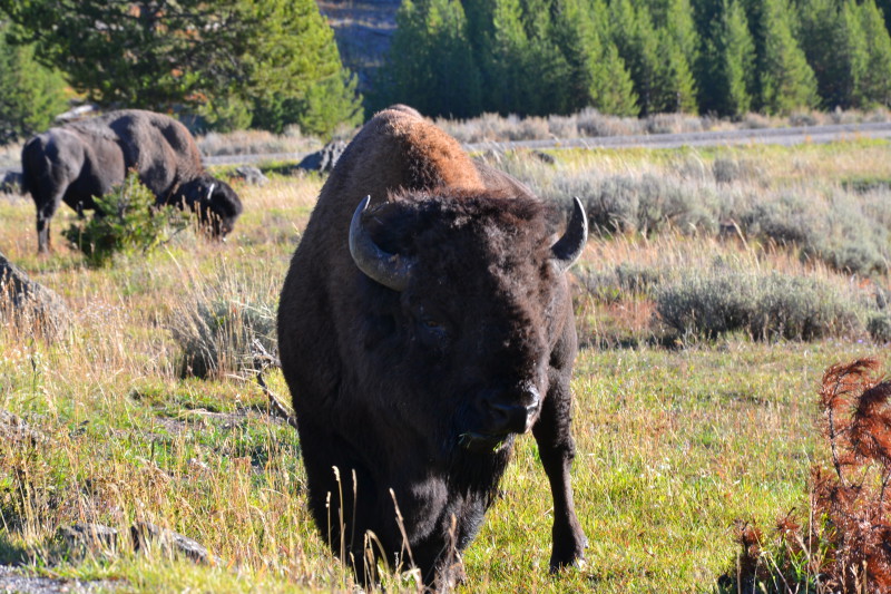 Bizon v Yellowstonském NP