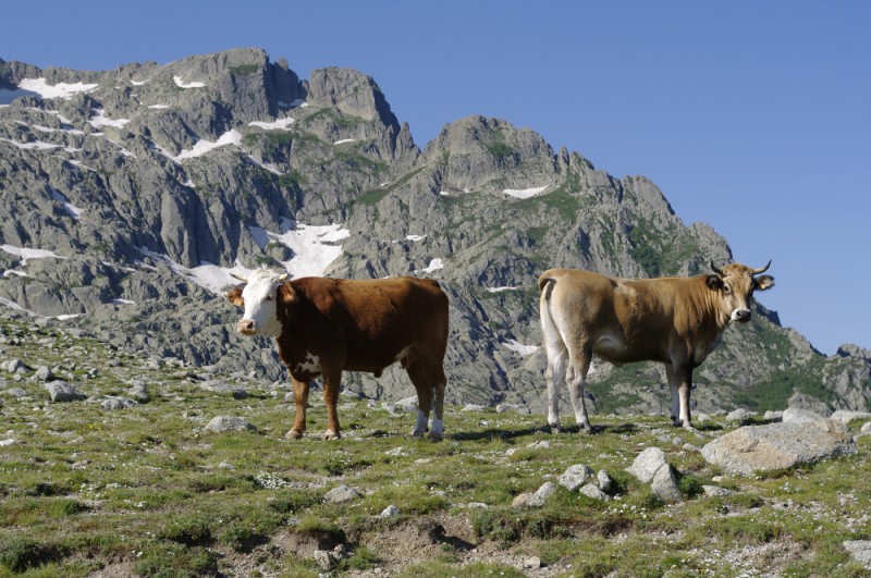 Krávy (vlastně býci) v horách středomořské Korsiky