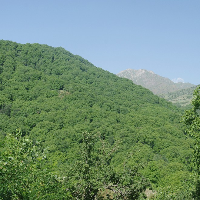 lesy ořešáku královského u obce Arslanbob, Kyrgyzstán