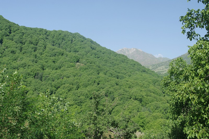 lesy ořešáku královského u obce Arslanbob, Kyrgyzstán