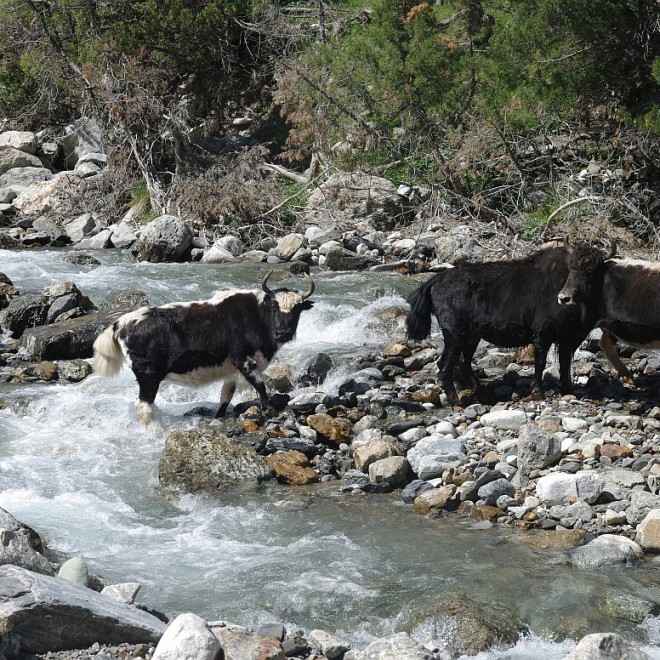 údolí Kindik, Alajský hřeben, Kyrgyzstán