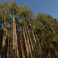 kantabrijský blahovičníkový les
