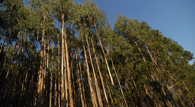 Australská vůně ve španělských horách