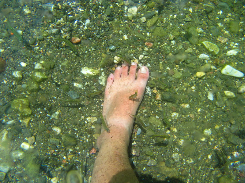 Ohridské rybky okusující kůži na nohou.