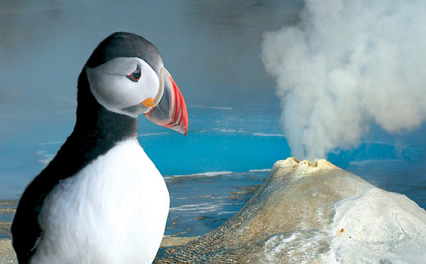Papuchalk (anglicky puffin) je jedním z živých symbolů Islandu. Tito mořští ptáci vypadají jako kříženci