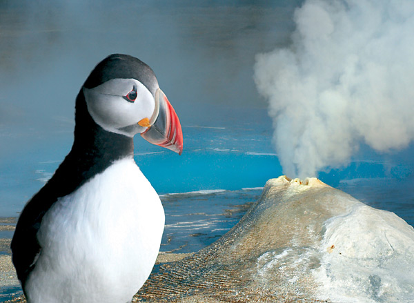 Papuchalk (anglicky puffin) je jedním z živých symbolů Islandu. Tito mořští ptáci vypadají jako kříženci papouška a tučňáka a se svým věčně smutným pohledem jsou roztomilými miláčky Islanďanů i návštěvníků.