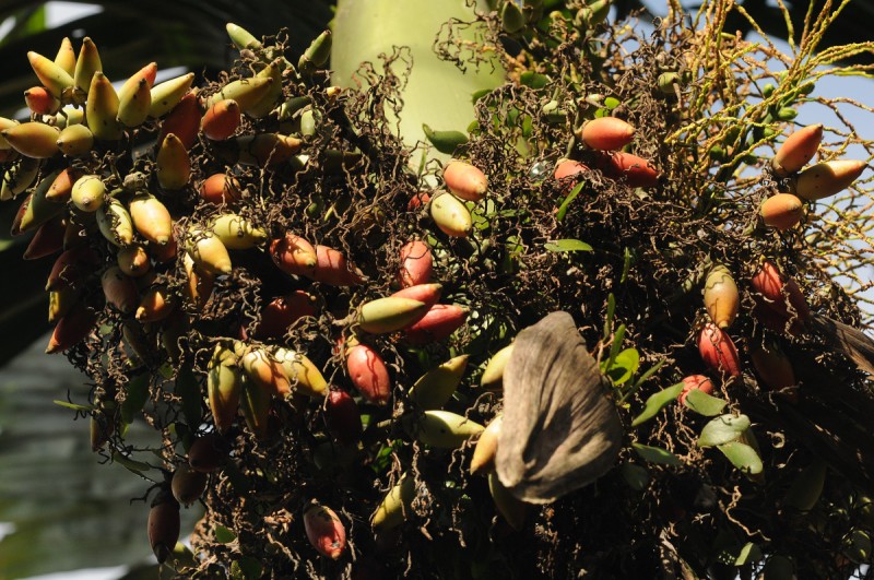 Plody arekové palmy před sklizní