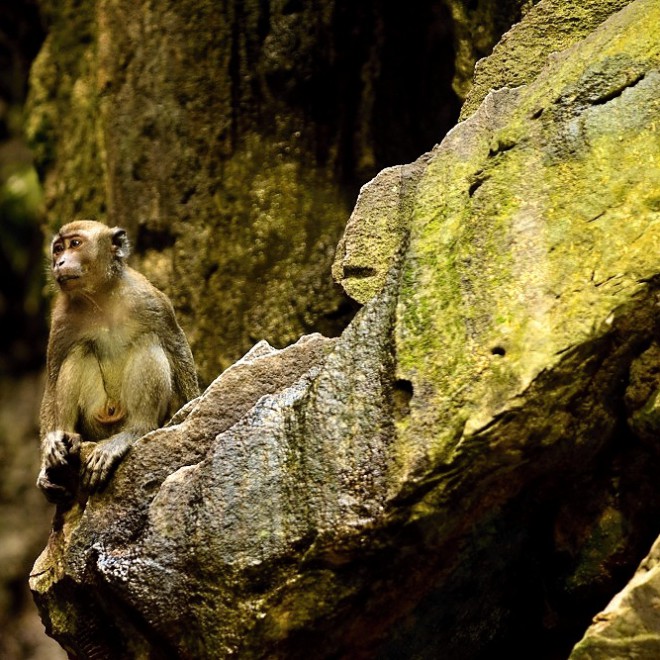 Makak sedící v Batu Caves