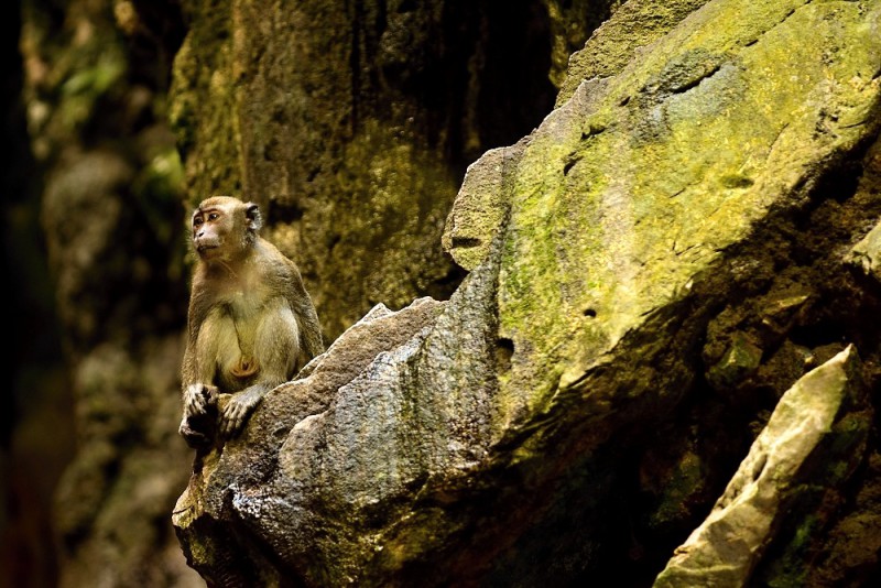 Makak sedící v Batu Caves