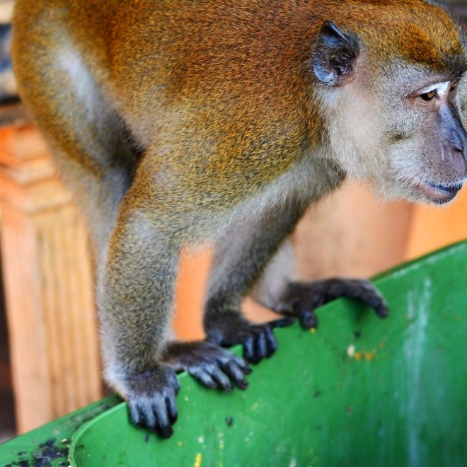 Makak jávský v Batu Caseves, Kuala Lumpurt, Malajsie