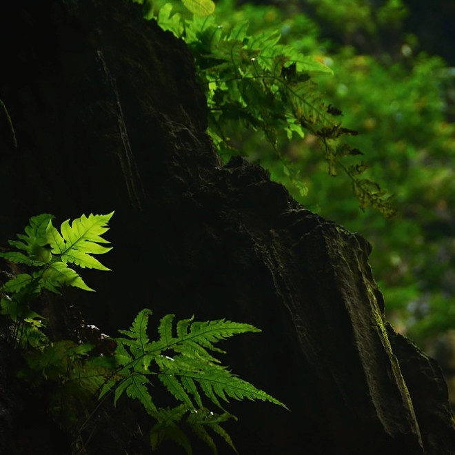Batu Caves - kapradinám stačí i omezené množství světla