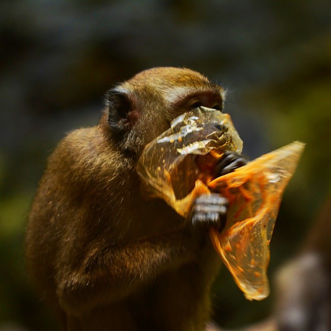 Batu Caves - makak v roli dojížděče zbytků, Kuala Lumpur, Malajsie