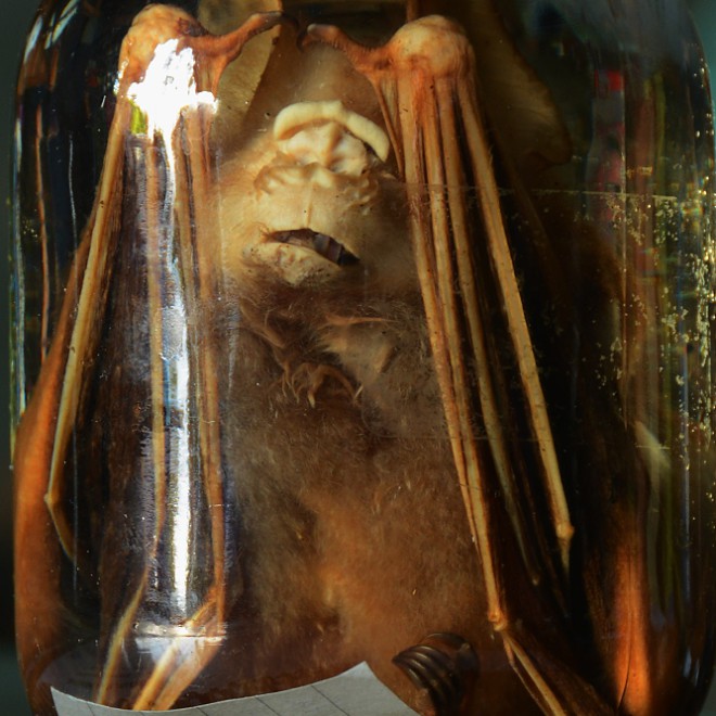 Pavrápenec z Temné jeskyně