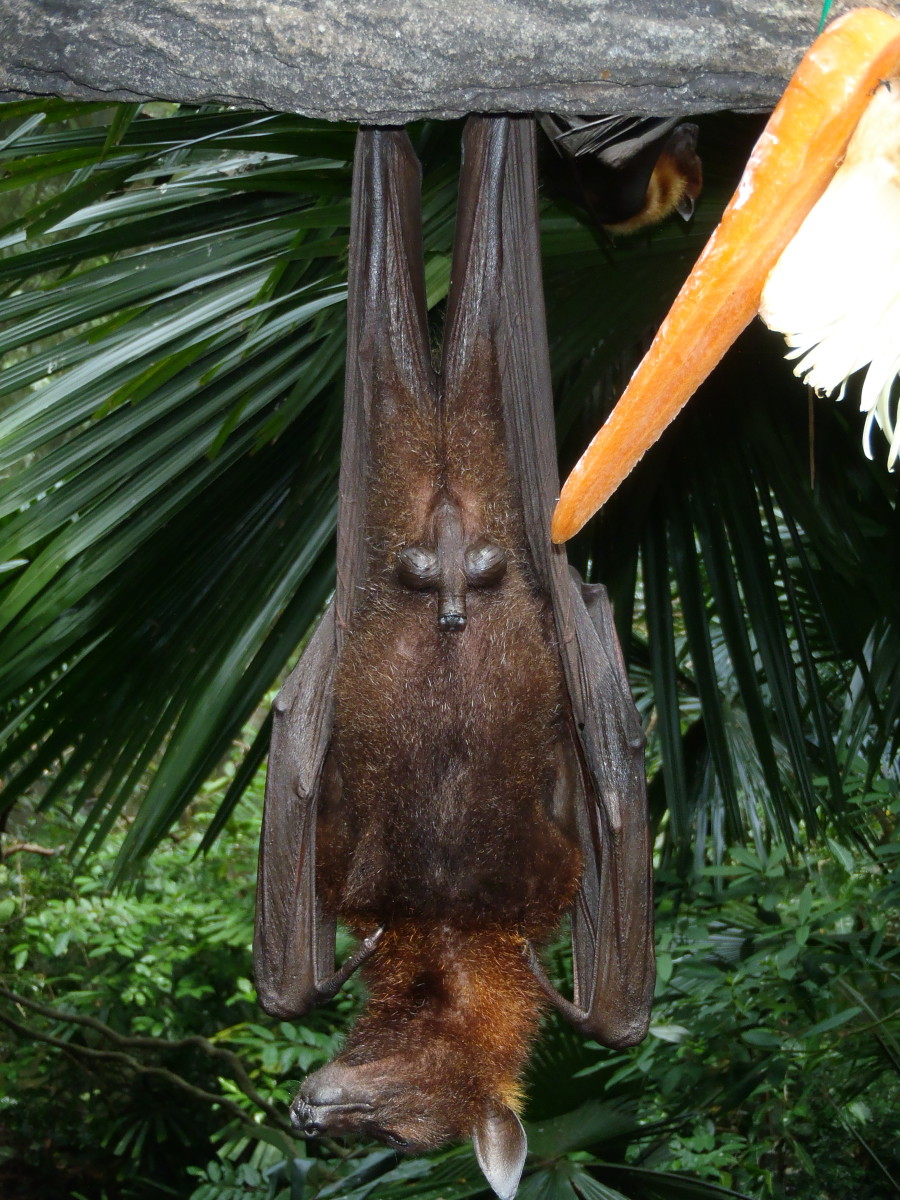 Netopýr visíci v singapurské Zoo