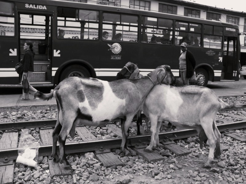 Dvě kozy stojící na kolejích před nádražím ve městě Ibarra v Ekvádoru.