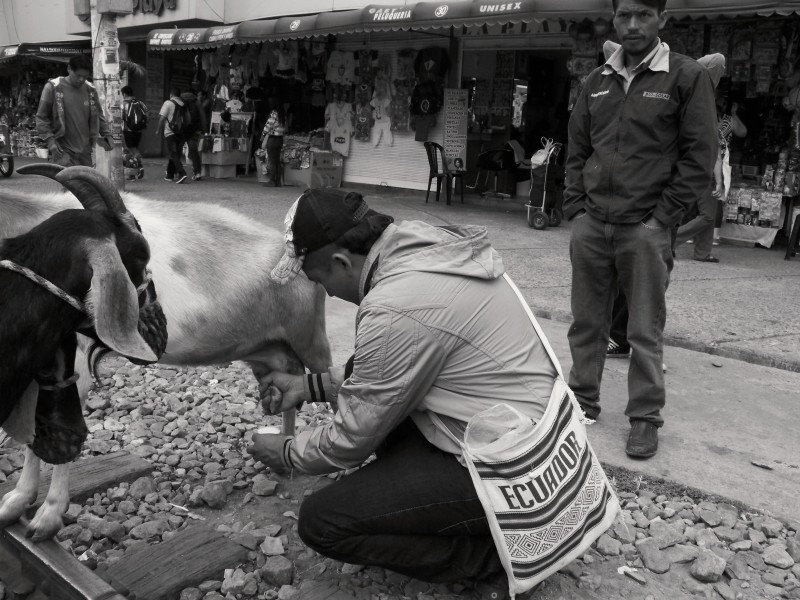 Carlos dojí kozí mléko pro jednoho ze svých zákazníků. Ibarra, Ekvádor.